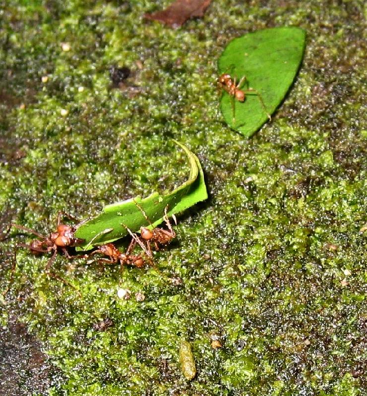 CostaRica-June-11-18-2005-0089 leaf cutter ants