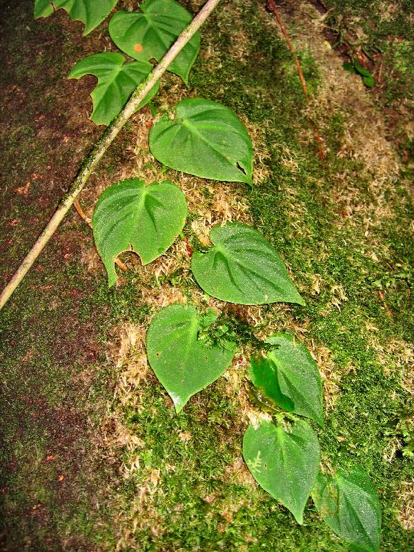 CostaRica-June-11-18-2005-0092 a curious vine in the rainforest