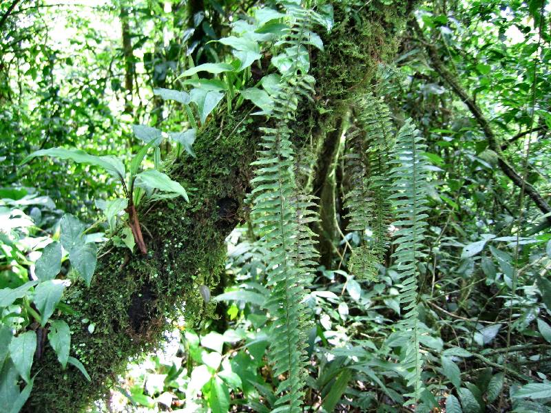 CostaRica-June-11-18-2005-0096 the rainforest