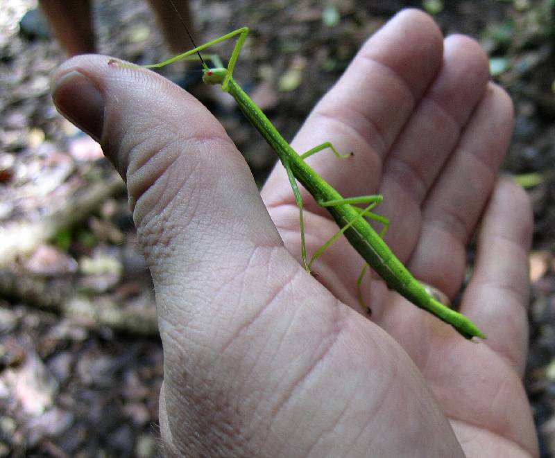 CostaRica-June-11-18-2005-0103 a walking stick