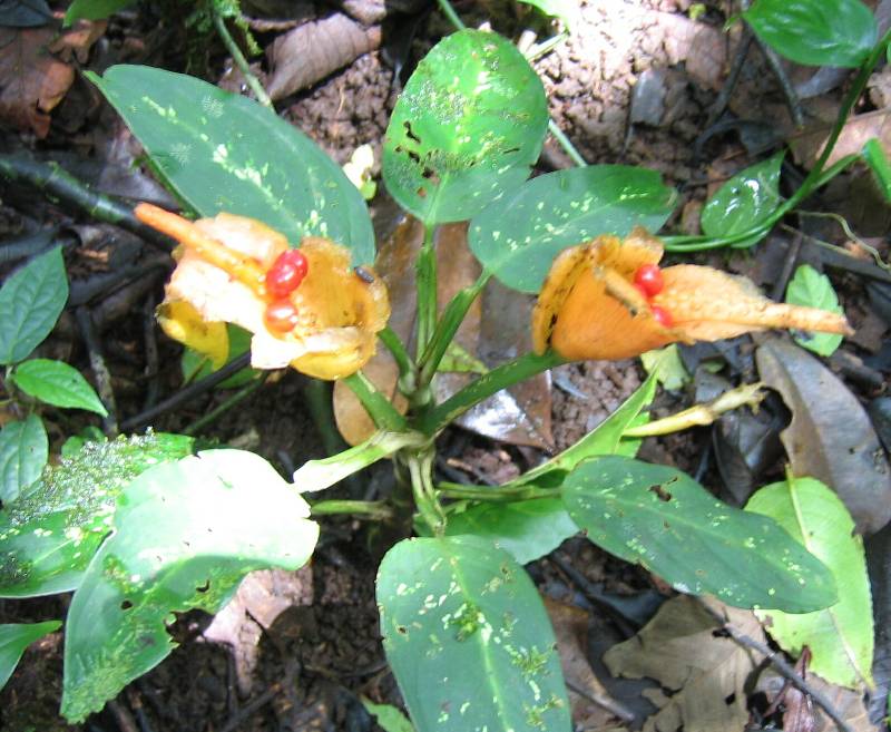 CostaRica-June-11-18-2005-0154 rainforest flowers