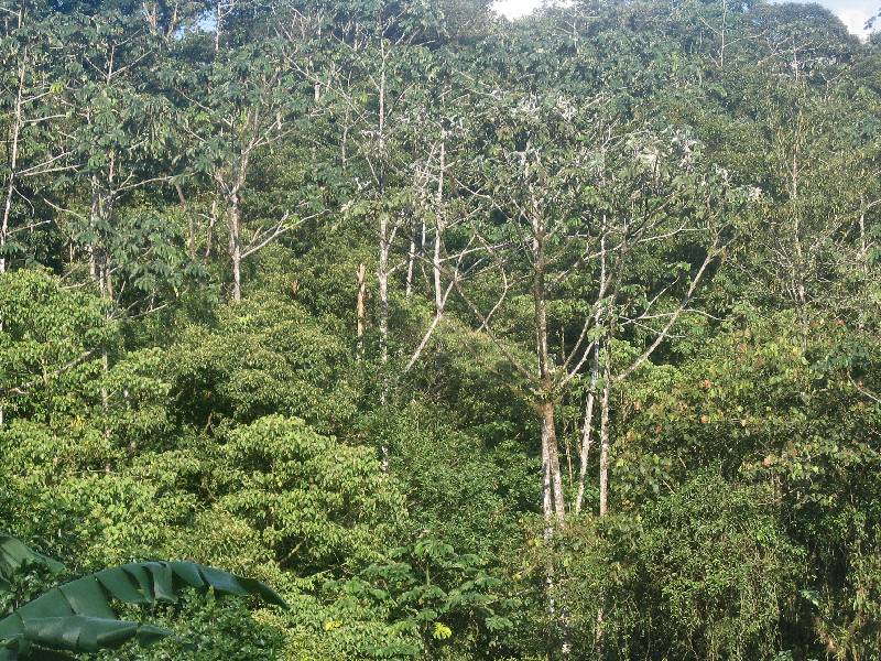 CostaRica-June-11-18-2005-0284 the trees outside the lodge - monkeys in the trees!