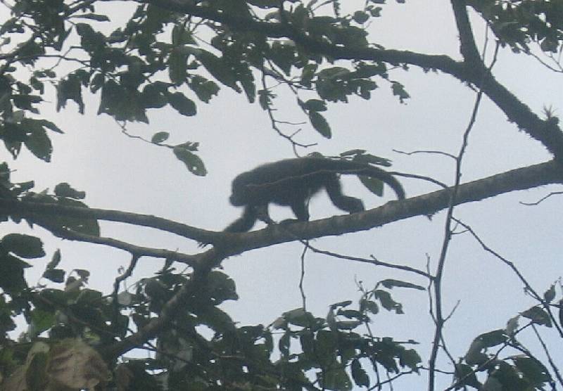 CostaRica-June-11-18-2005-0326 monkey on the side of the road back to our rooms