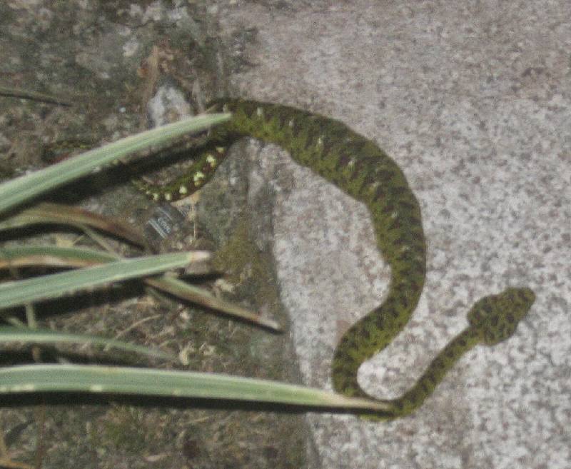 CostaRica-June-11-18-2005-0329 the eyelash palm pit viper outside the girl's room