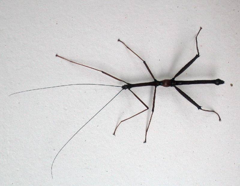 CostaRica-June-11-18-2005-0414 a walking stick bug