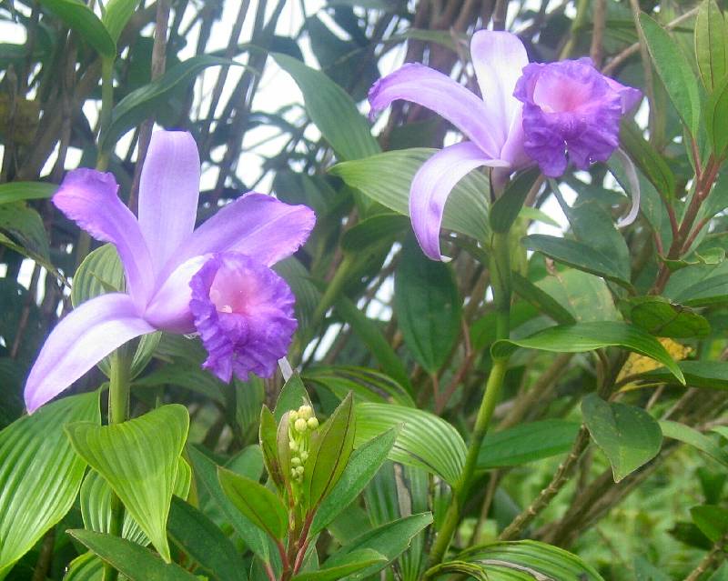 CostaRica-June-11-18-2005-0440 local orchids blooming naturally on the side of the trail