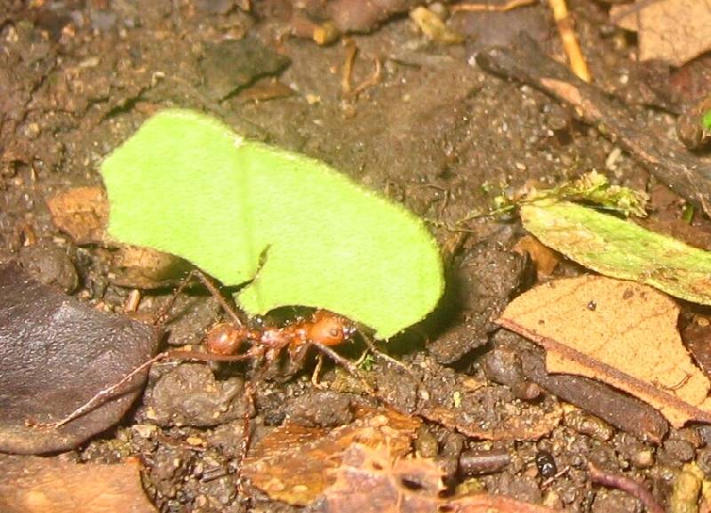 CostaRica-June-11-18-2005-0460 the ubiquitous leaf cutter ants