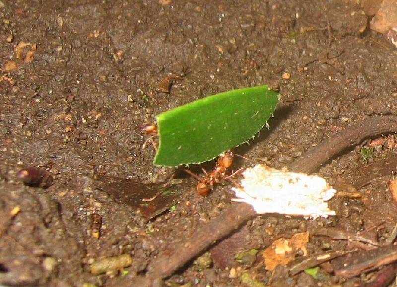 CostaRica-June-11-18-2005-0461 another leaf cutter ant