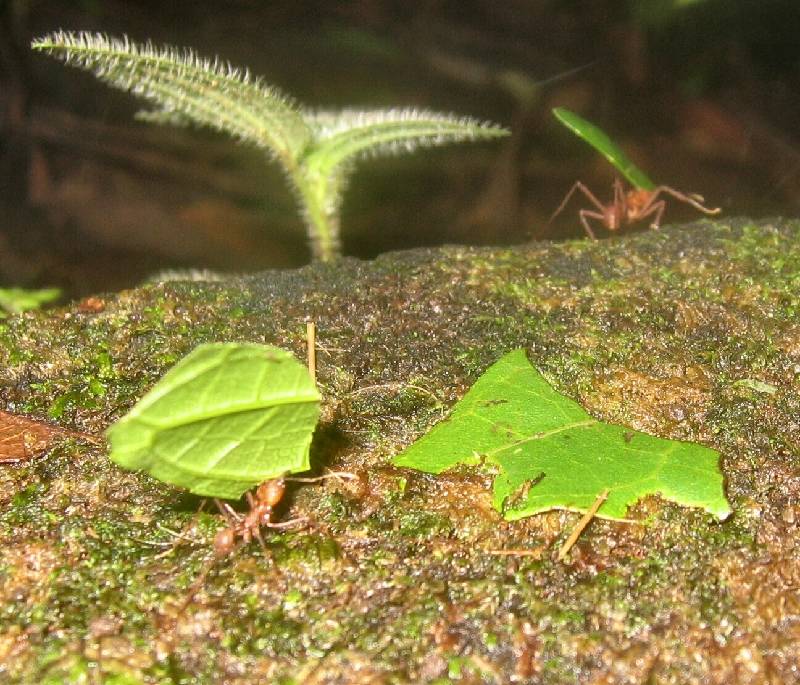 CostaRica-June-11-18-2005-0462 more leaf cutter ants