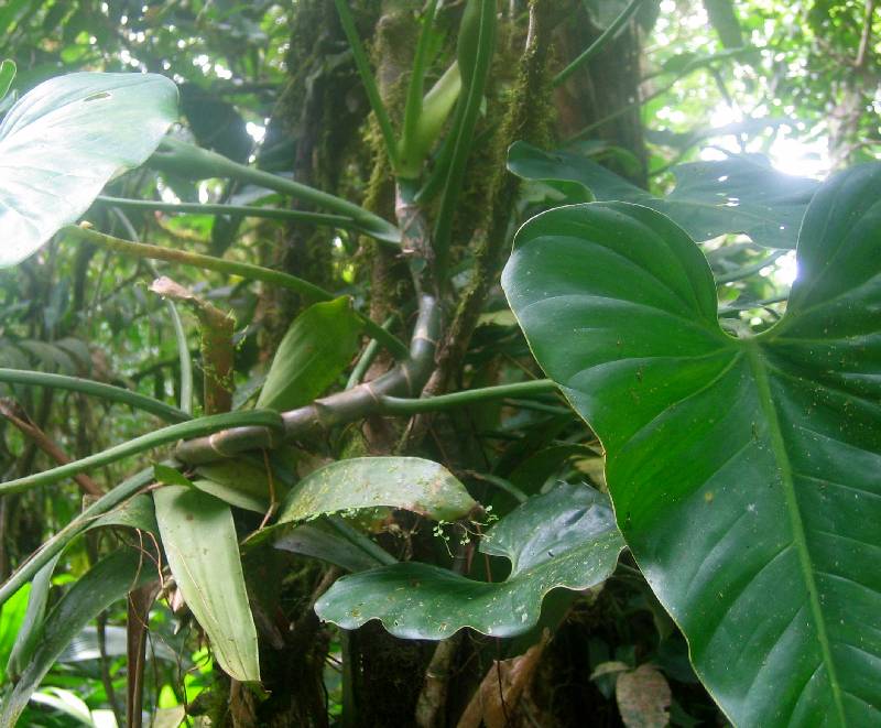 CostaRica-June-11-18-2005-0505 jungle foliage