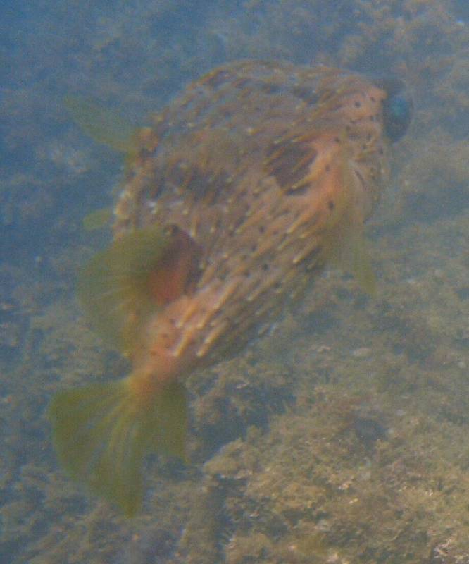 CostaRica-June-11-18-2005-0649 a puffer off the beach