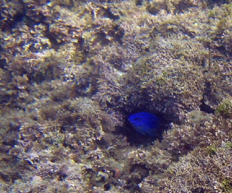 CostaRica-June-11-18-2005-0800 a bright blue fish hiding