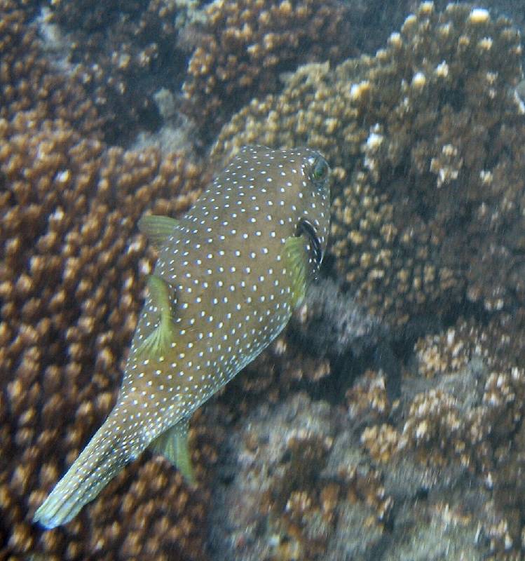 CostaRica-June-11-18-2005-0818 the puffer