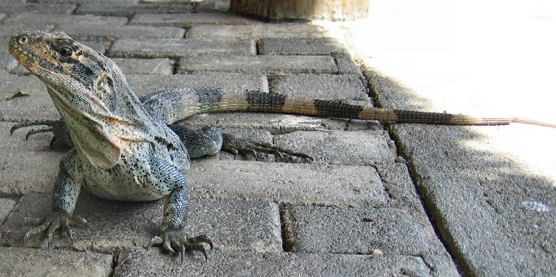 CostaRica-June-11-18-2005-0953 one of the local iguanas