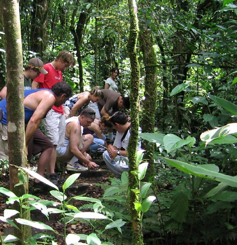 IMG_0133 looking at bugs in the rainforest