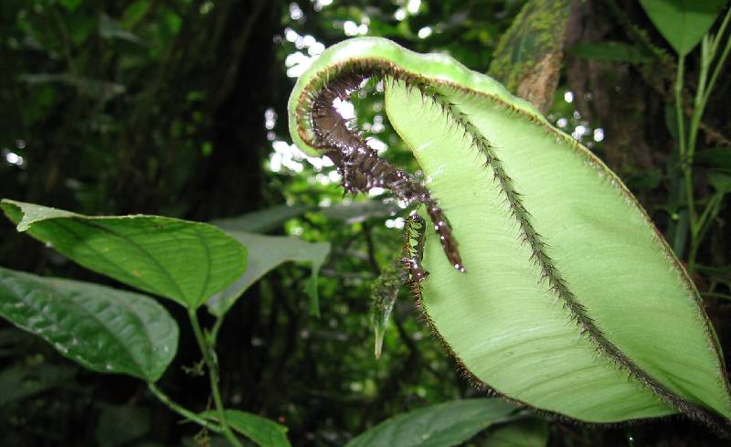 IMG_0150 an interesting plant from the rainforest