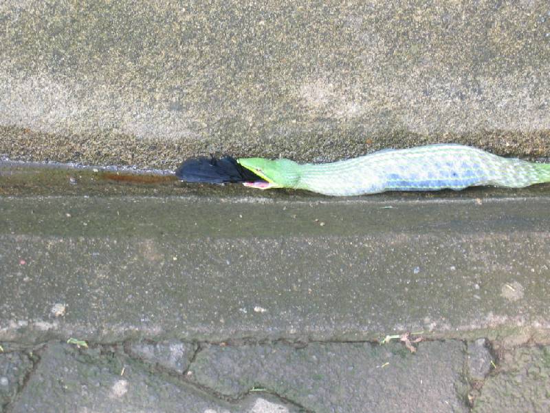 IMG_0259 a snake eating a bird at Fiesta Premier