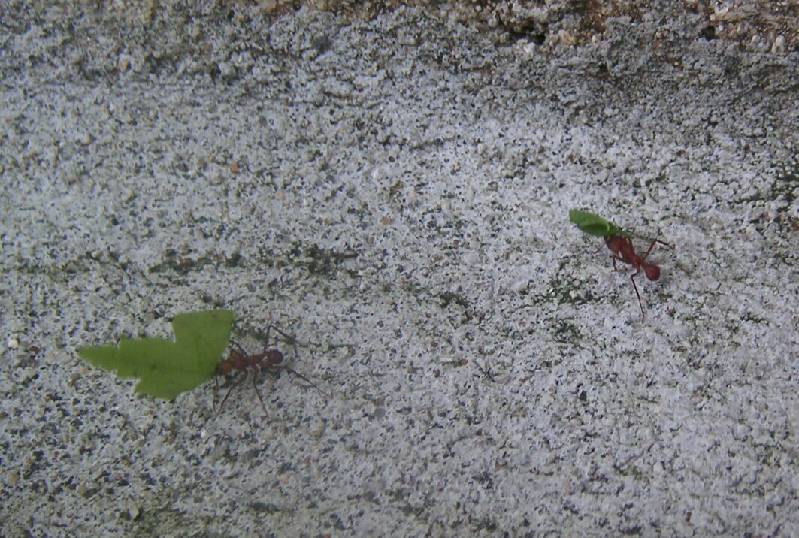 Jen-CostaRica-June2005-115 leaf cutter ants busy