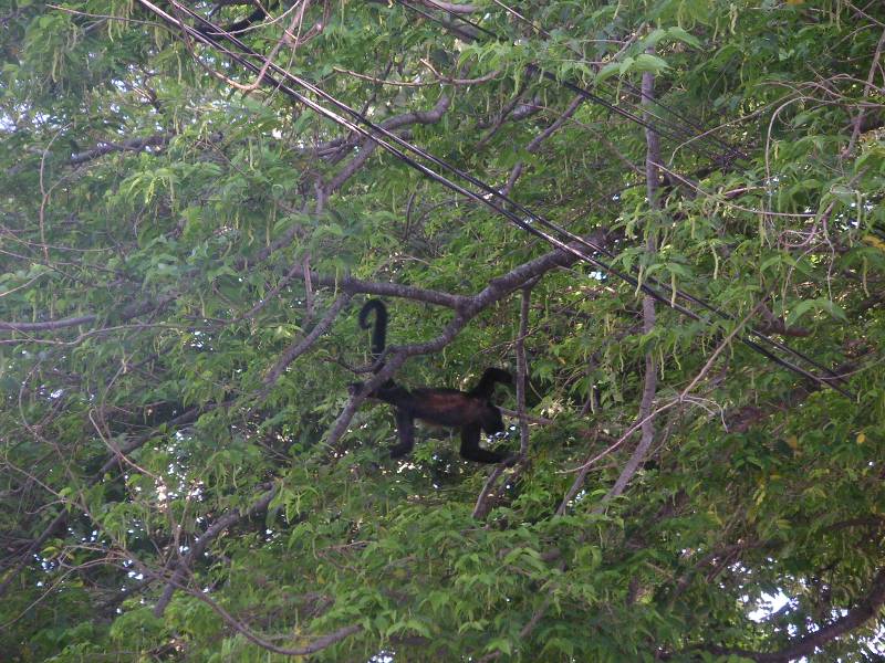 Jen-CostaRica-June2005-138 the quest - a monkey