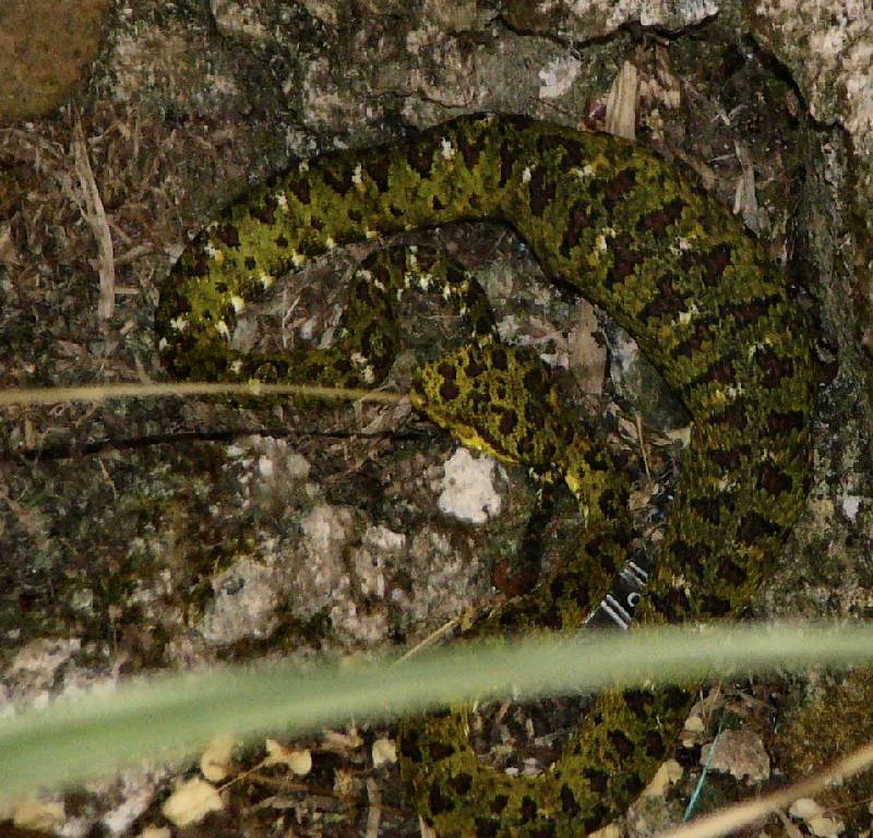 P1010295 the eyelash palm pit viper who visted