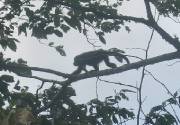 CostaRica-June-11-18-2005-0326 monkey on the side of the road back to our rooms