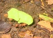 CostaRica-June-11-18-2005-0460 the ubiquitous leaf cutter ants