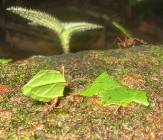 CostaRica-June-11-18-2005-0462 more leaf cutter ants