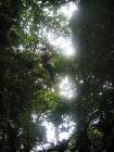 CostaRica-June-11-18-2005-0479 the canopy