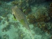 CostaRica-June-11-18-2005-0789 a spotted puffer