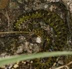 P1010295 the eyelash palm pit viper who visted